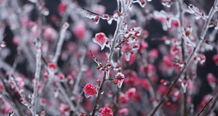 冬日梅花的寓意与象征（白雪中的坚毅与美丽）