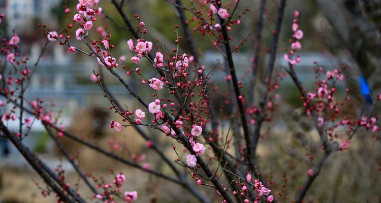 冬日梅花的美丽之姿（寒冷的季节中绽放的奇迹）