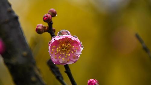 冬日梅花的美丽之姿（寒冷的季节中绽放的奇迹）