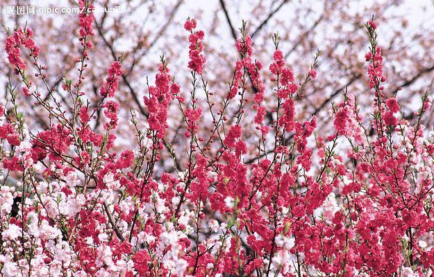 粉色梅花的花语（探寻粉色梅花的美丽与寓意）