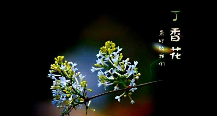 丁香花的花语与寓意（探索丁香花的神秘内涵）