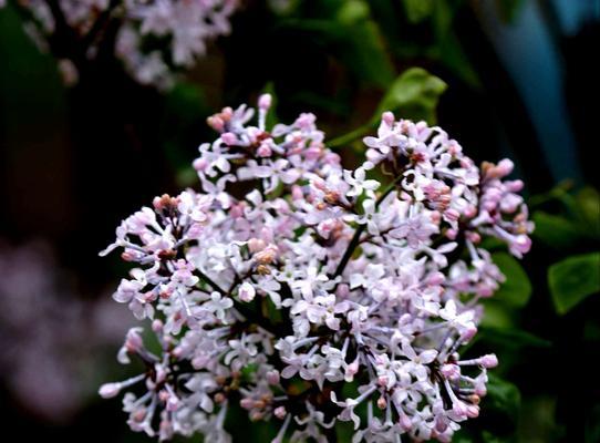 丁香花的花语与寓意（探索丁香花的神秘内涵）