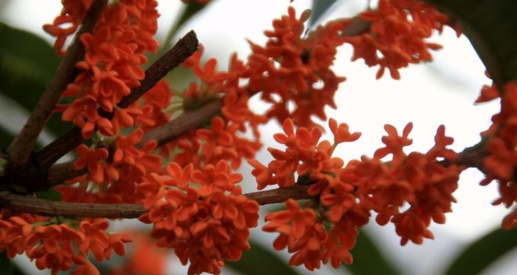 桂花开花的寓意与象征（桂花盛开）