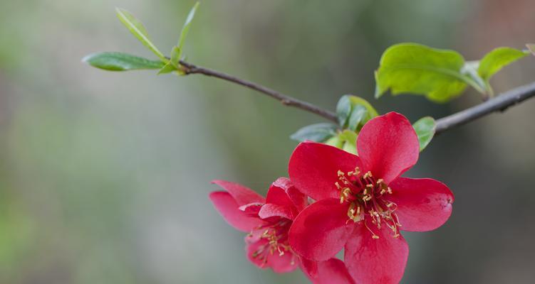 海棠花的象征意义和美丽传承（一朵寓意深远的花朵）