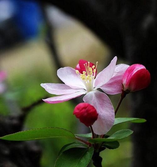 海棠花的花语（寄托思念与希望的花朵）