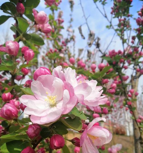 海棠花的花语（寄托思念与希望的花朵）