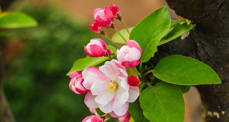 海棠花（以海棠花官方花语为灵感）