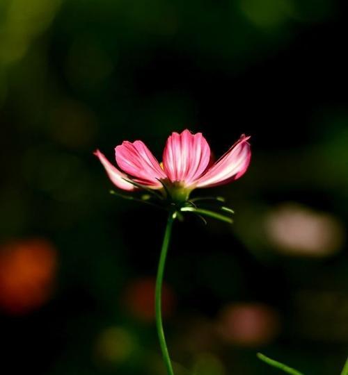 黑色波斯菊花语（探寻黑色波斯菊背后的神秘力量）