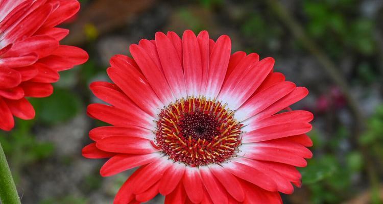 红色非洲菊的花语（揭开红色非洲菊的花语之谜）