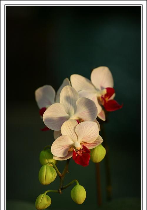 蝴蝶兰花的美丽与意义（探索蝴蝶兰花开放的奥秘与象征意义）