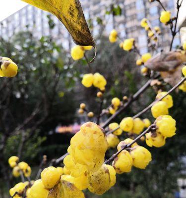 黄腊梅花花语与生活（用黄腊梅花的花语为生活添色彩）