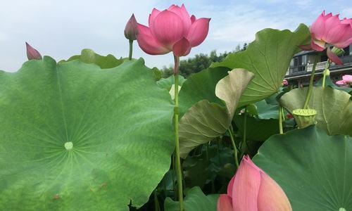 黄色荷花的花语-传递阳光和希望（唤醒心灵的金色奇迹）