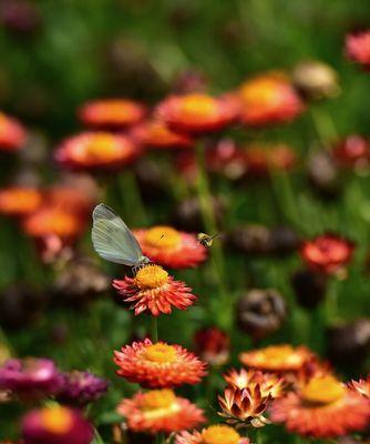 黄色蜡菊花语——阳光、温暖与希望（蜡菊花的美丽与象征意义）