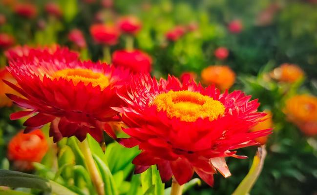 黄色蜡菊花语——阳光、温暖与希望（蜡菊花的美丽与象征意义）