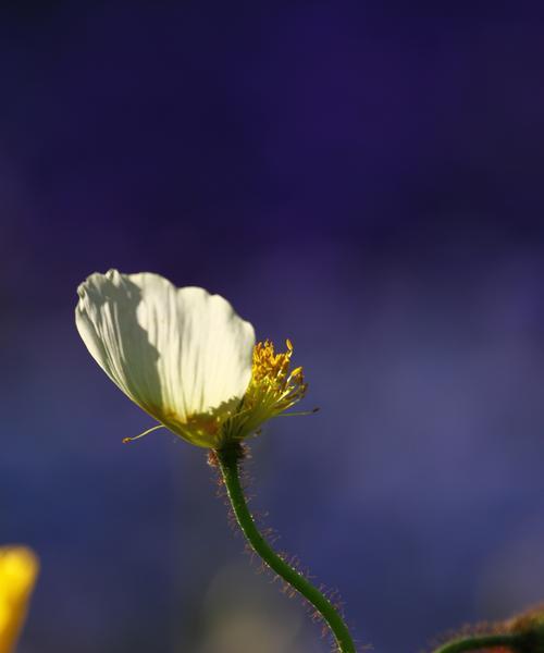 黄色虞美人花语（虞美人花语传递的积极力量）