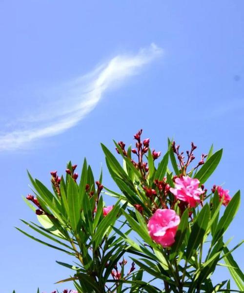 夹竹桃花语传说（揭秘夹竹桃花的深意）