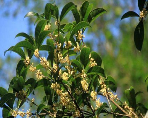 桂花家园的美丽寓意（桂花香溢家庭）