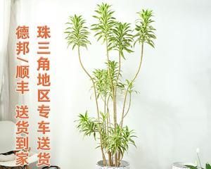 金心百合竹，花开寓意恩爱美满（诠释金心百合竹的神秘语言与美丽寓意）