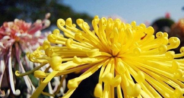 菊花的花语与意义解读（探索菊花的深层含义及其象征性特质）