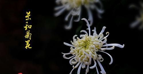 菊花的花语与寓意（探索菊花花语的世界）