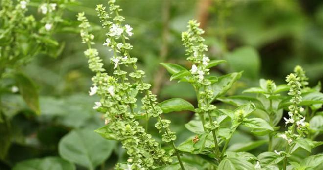 荆芥种植指南（选址）