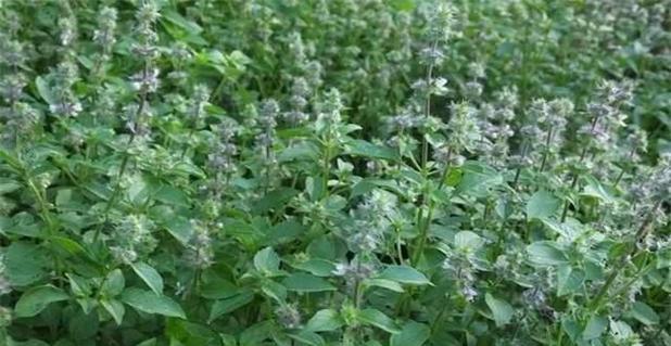 荆芥种植指南（从种子到花园）