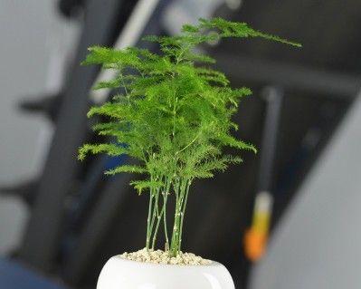 室内植物助力净化空气（15种适合居家养护的空气净化植物）