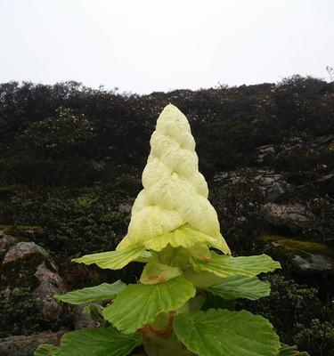 九层塔开花了还能吃吗（探讨九层塔的开花现象和对食用的影响）