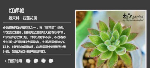 九层塔种子发芽时间及种植技巧（种植九层塔的秘密）