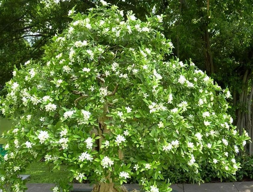 九里香是否四季开花（探寻九里香开花规律）