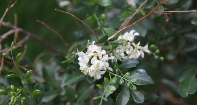 九里香的适生环境和特点