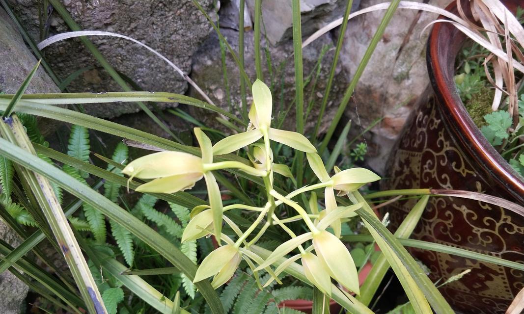 九头兰的开花频率（一年开几次花）