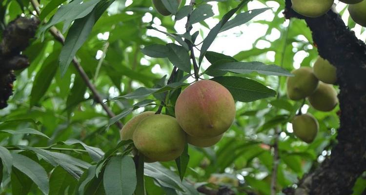 九仙桃成熟季节介绍（九仙桃成熟时间）