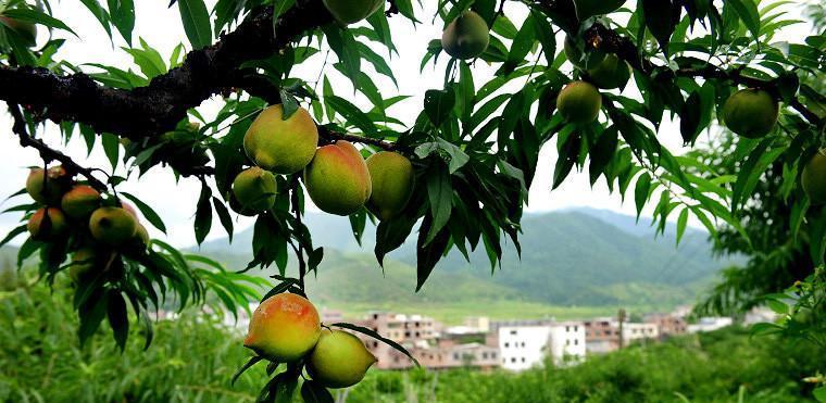 九仙桃成熟季节介绍（九仙桃成熟时间）