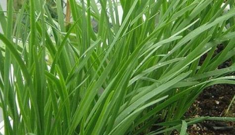 韭菜的生长环境及生长地方条件（打造优质韭菜种植场地的关键）