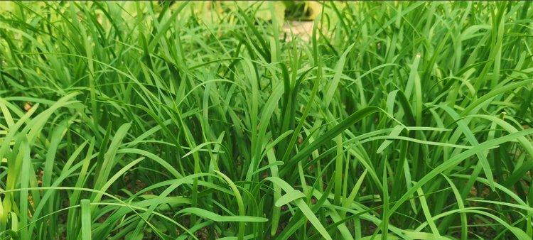 韭菜的生长环境及生长地方条件（打造优质韭菜种植场地的关键）