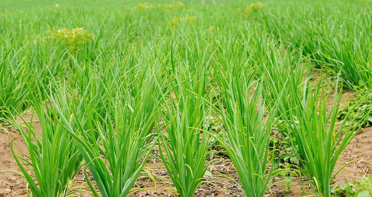 韭菜生长周期及生长速度分析（从种植到收获）