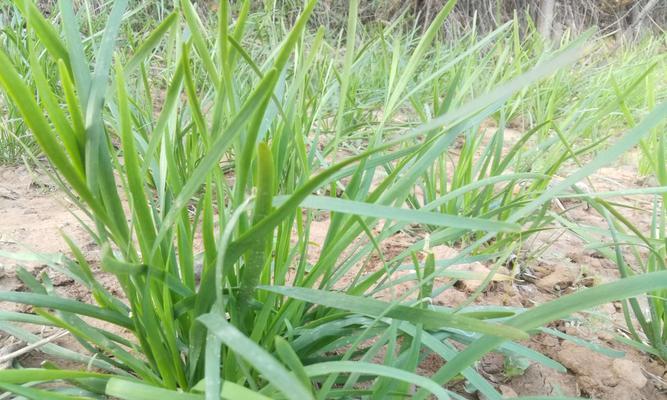 韭菜生长周期及生长速度分析（从种植到收获）