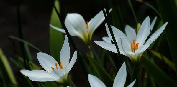 韭菜兰不开花的原因及解决方法（韭菜兰养护误区揭秘）