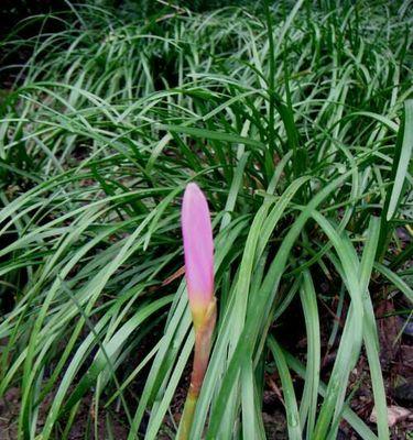 韭菜兰开花时间与花期月份详解（掌握这些知识）