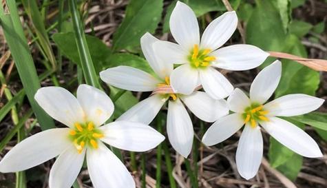 韭菜莲的开花时间（了解韭菜莲的生长周期和开花特点）