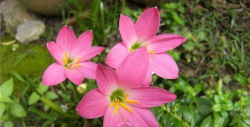 韭菜莲的开花时间（了解韭菜莲的生长周期和开花特点）