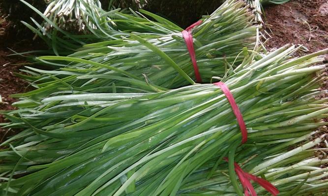 韭菜——一种多年生植物（生长环境）