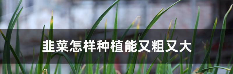 韭菜——喜阳植物的秘密（揭开韭菜喜欢阳光的真相）