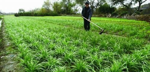 韭菜过冬管理方法详解（让你的韭菜健康地越冬）