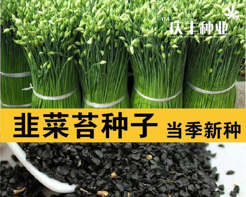 韭菜种子种植时间选择（什么时候种植最好）