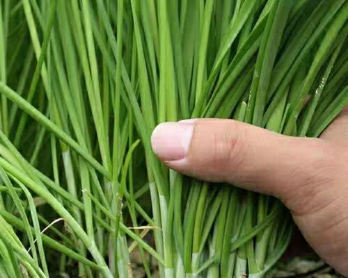 韭菜种子种植时间选择（什么时候种植最好）