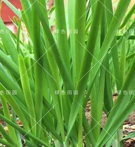 韭菜籽什么时候播种最合适（种植韭菜的关键时间点与方法）