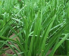 种植韭菜的最佳时间和技巧（韭菜种植技术和注意事项）