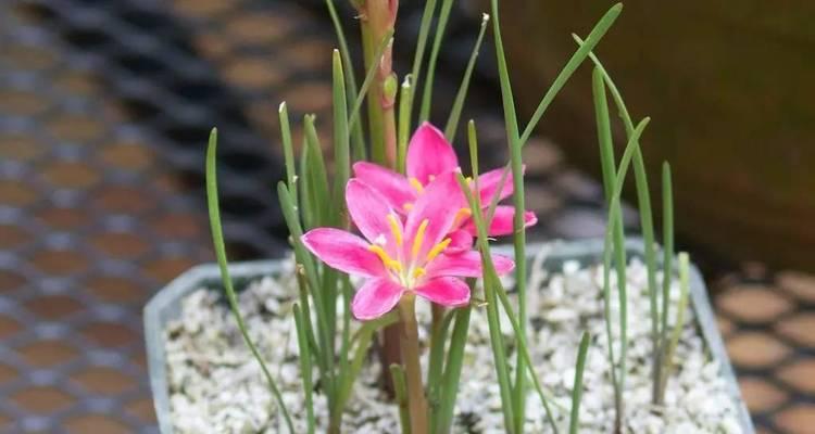 韭兰花谢后的处理方法（让花盆里的韭兰花重现生机）